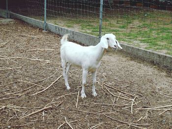 White horse standing in ranch
