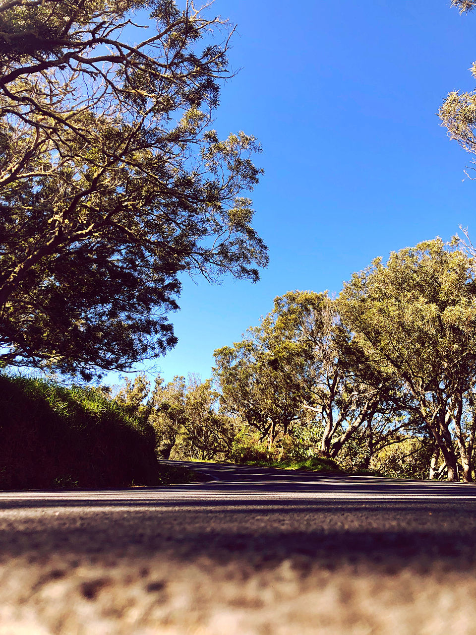 LOW ANGLE VIEW OF ROAD AMIDST TREES AGAINST CLEAR SKY