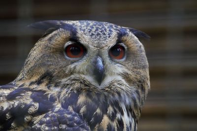 Close-up portrait of owl