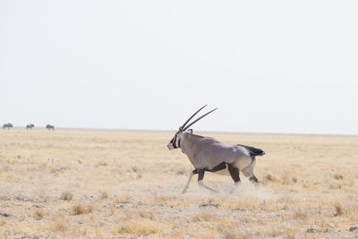 Oryx running on grassy field against clear sky