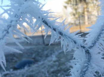 Close-up of snow covered tree