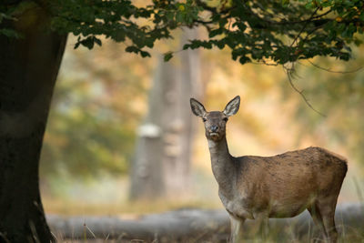 Deer standing on a tree