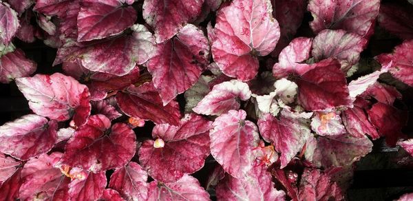 Full frame shot of pink flowering plants