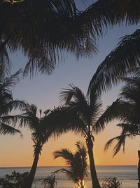 Silhouette palm tree by sea against sky during sunset