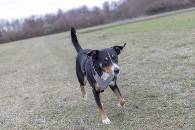 Dog running on field