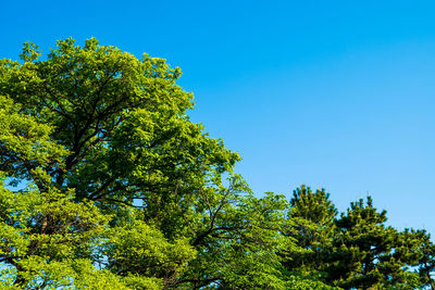 Low angle view of trees against clear blue sky