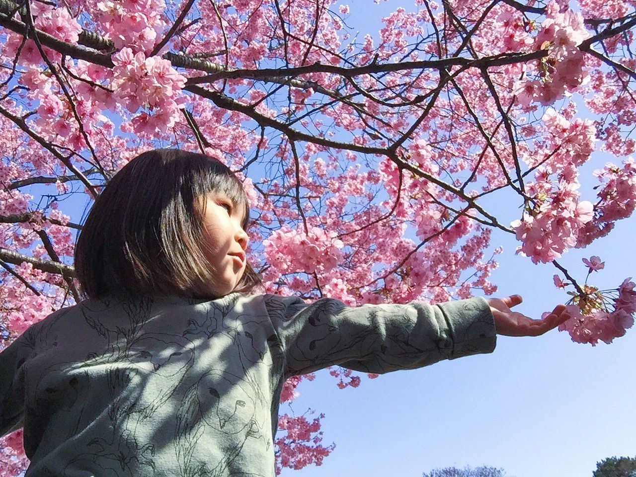 tree, flower, branch, low angle view, pink color, growth, lifestyles, leisure activity, cherry blossom, park - man made space, cherry tree, young adult, nature, person, outdoors, day, young women, sitting