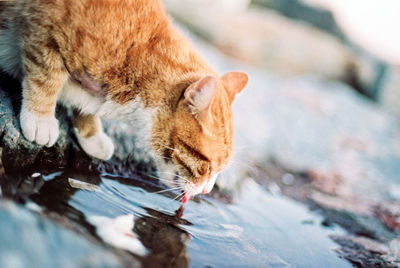 Close-up of cat drinking water from puddle