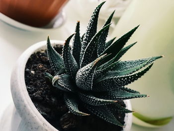 Close-up of succulent plant in pot