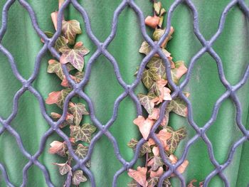 Full frame shot of leaf