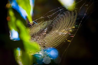 Close-up of spider on web