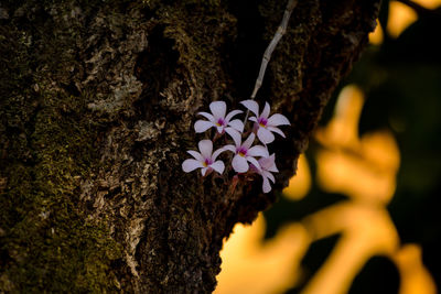 Close-up of fresh pink cherry blossom tree