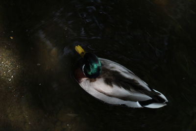 High angle view of duck swimming in lake