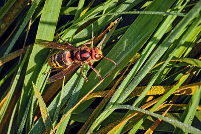 Close-up of insect on plant