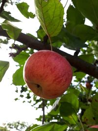 Low angle view of apple on tree