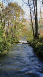 Surface level of stream amidst trees in forest