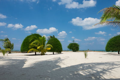 Palm trees on beach against sky