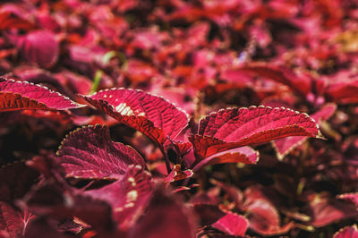 Close-up of red maple leaves