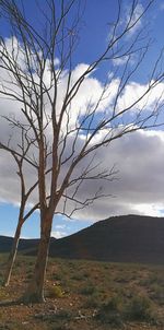 Bare tree on landscape against sky