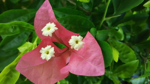 Close-up of pink flowers