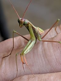 Close-up of grasshopper