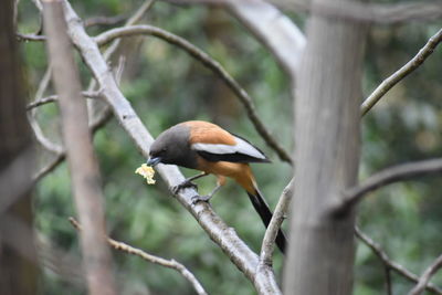 Close-up of bird perching on branch