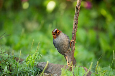 Close-up of bird perching on plant