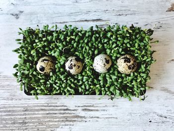 Directly above shot of quail eggs on plant