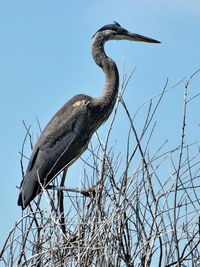 Low angle view of bird perching on branch against sky