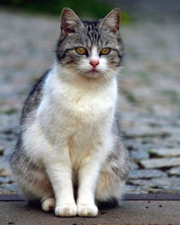 Portrait of cat sitting outdoors