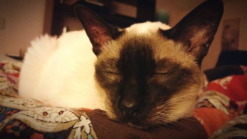 Close-up of cat sleeping on bed
