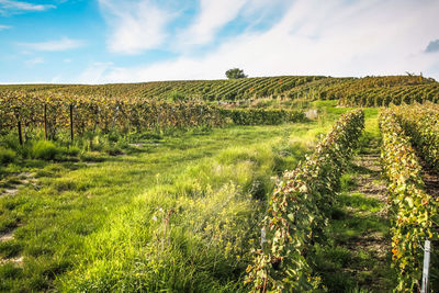 Scenic view of agricultural field against sky