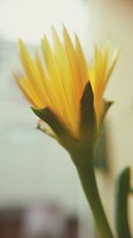 Close-up of yellow flower blooming outdoors