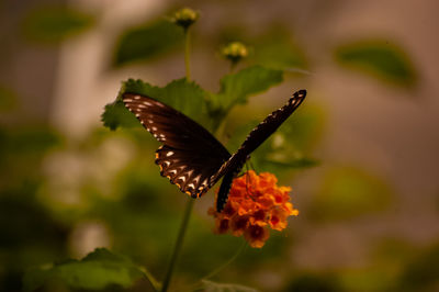 Close-up of butterfly pollinating on flower