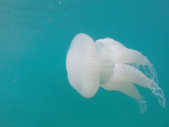 Close-up of jellyfish underwater