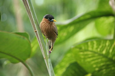 Bird perching on plant