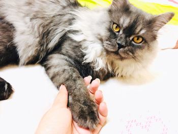 Close-up of hand holding kitten