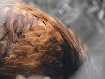 Close-up of a bird feather