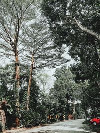 Road by trees in city against sky