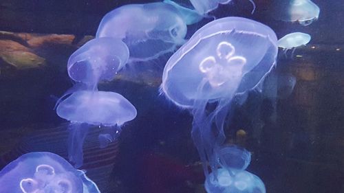 Close-up of jellyfish swimming in aquarium