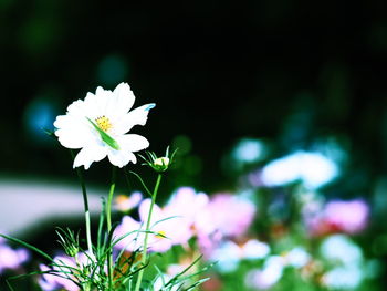 Close-up of white flowering plant