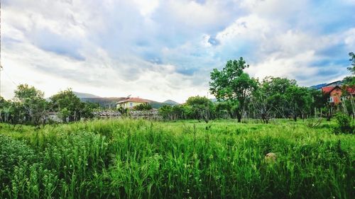 Scenic view of grassy field against cloudy sky