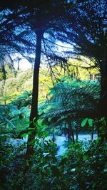 Low angle view of trees in forest against sky