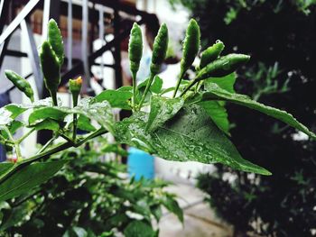 Close-up of wet plant