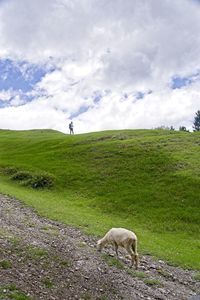 Sheep in a field