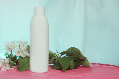 Close-up of green plant on table