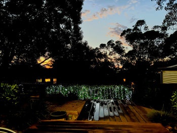 Illuminated trees in park at night