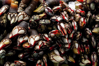 Full frame of gooseneck barnacles at market