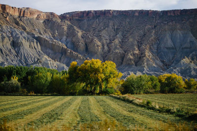 Evergreen farmland