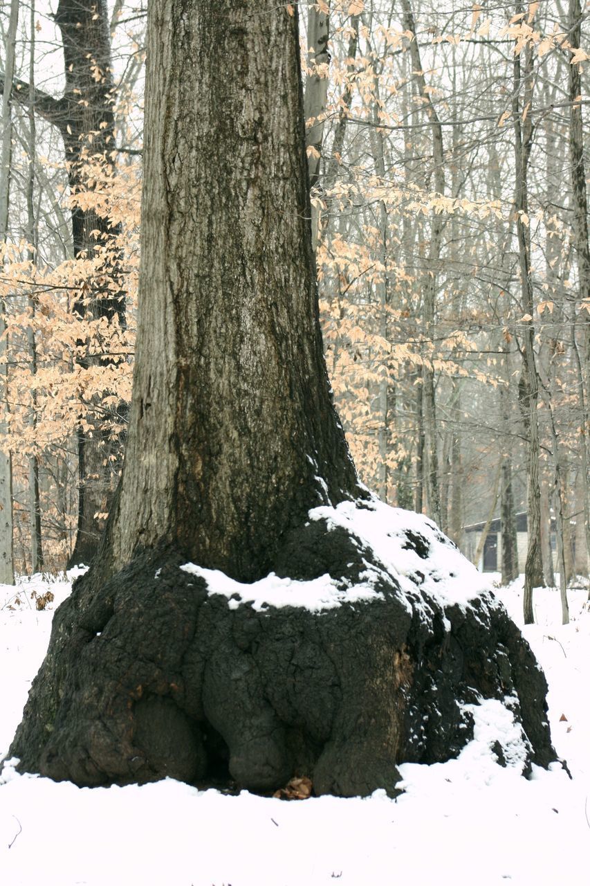 TREE TRUNK COVERED WITH SNOW